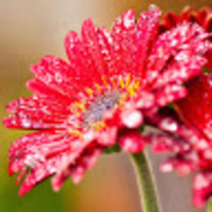 Meet your Posher, Karina